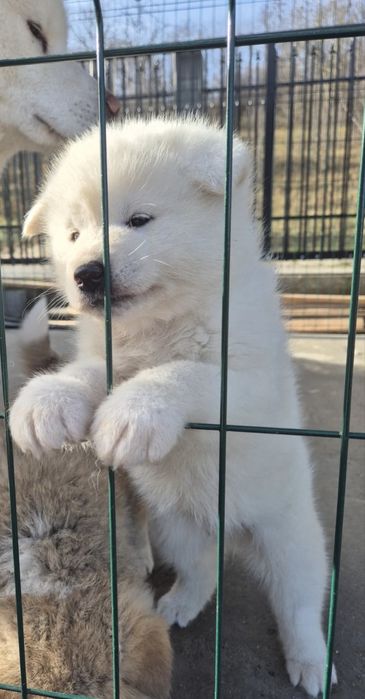 Mascul akita inu japonez