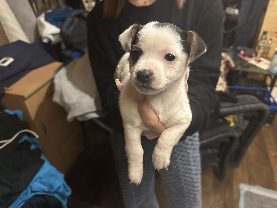 Продавам кученца Джак Ръсел