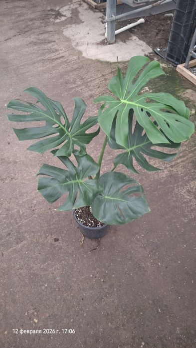 Xona o'simliklari Yashil Zamin