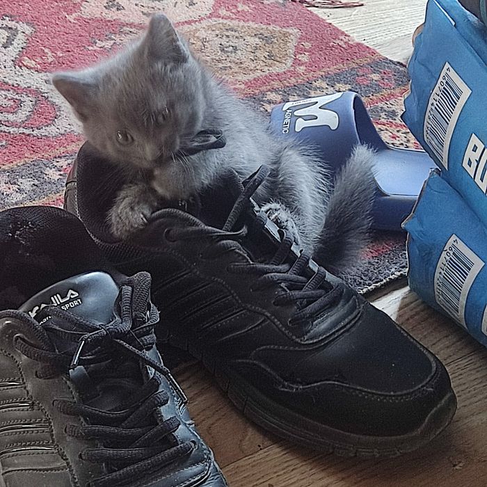 Отдам в добрые руки котенка