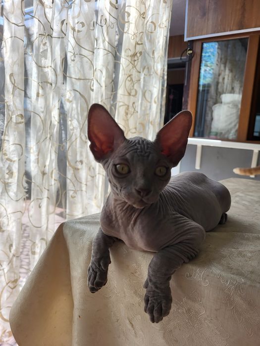 Котята сфинкс 2 мальчика.