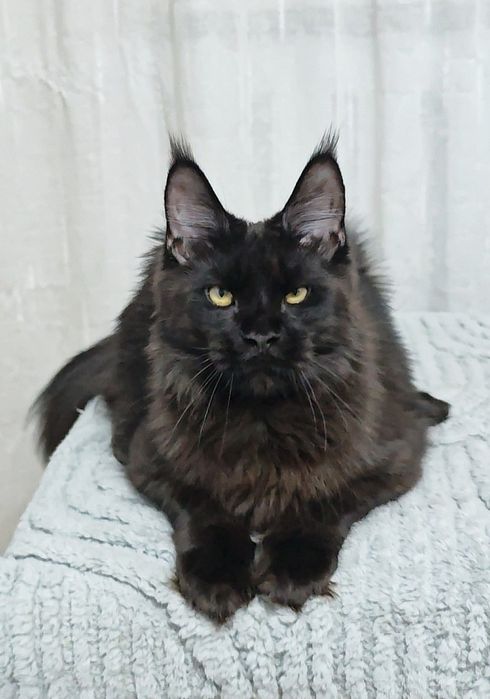 Мейн Кун мальчики