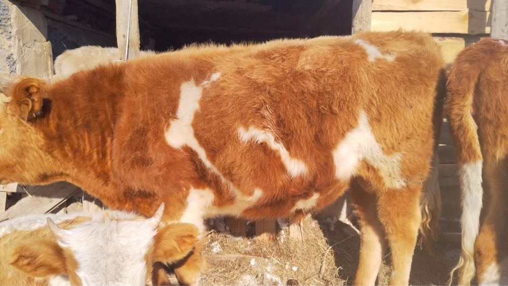 Бука сатылады срочно