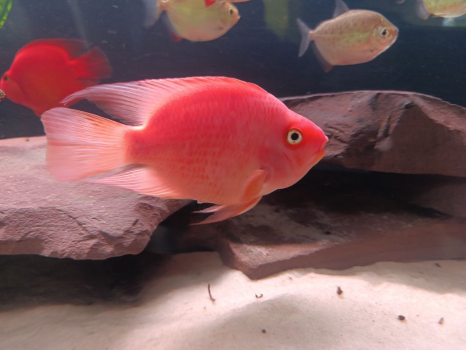 Продам рыбку красный папугай