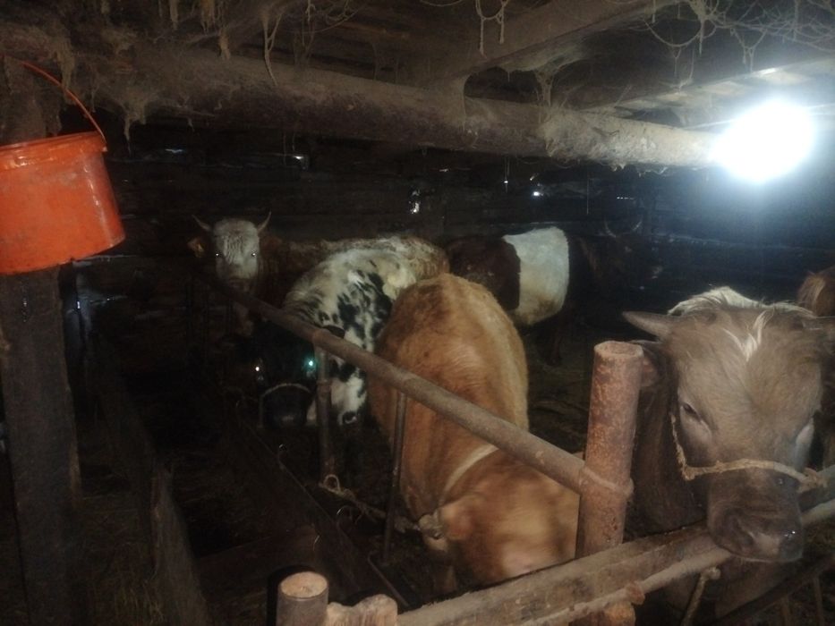 Ассалаумағалейкум оптом бука сатамын