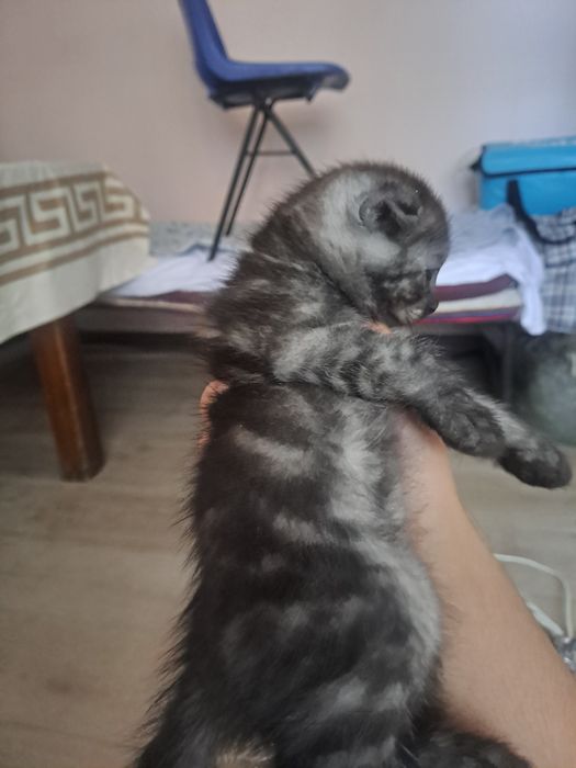 Британские кошки келысым бар