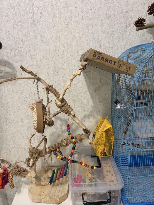 Попугаи Корелла и Волнистик