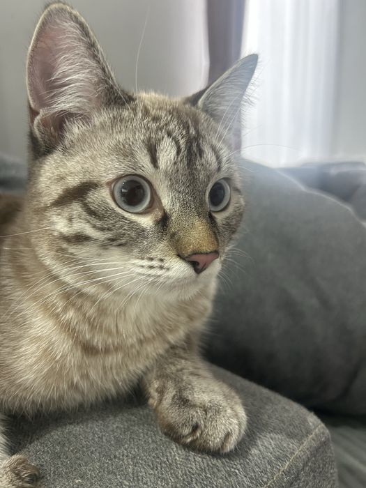 Отдам кота в добрые руки