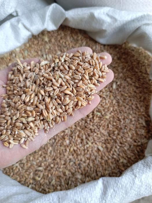 Бидай/Арпа/Жармалар/Ұн