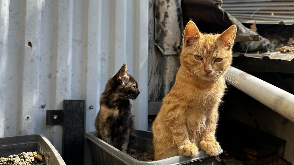 Отдам котят в добрые руки