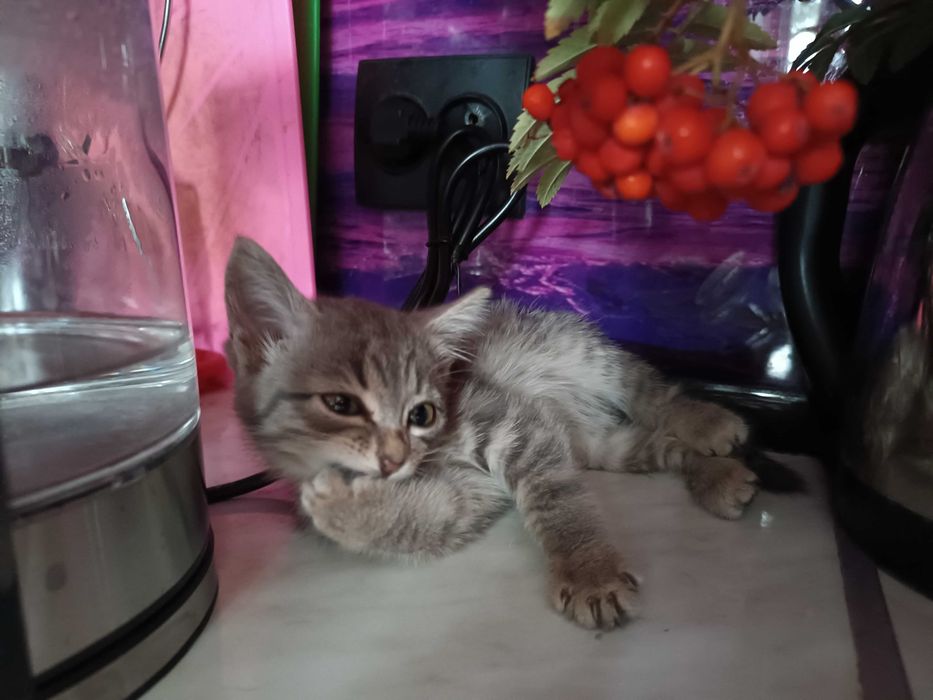 ОБЫЧНЫЙ КОТЕНОК котенок 2 мес. Девочка и Мальчик