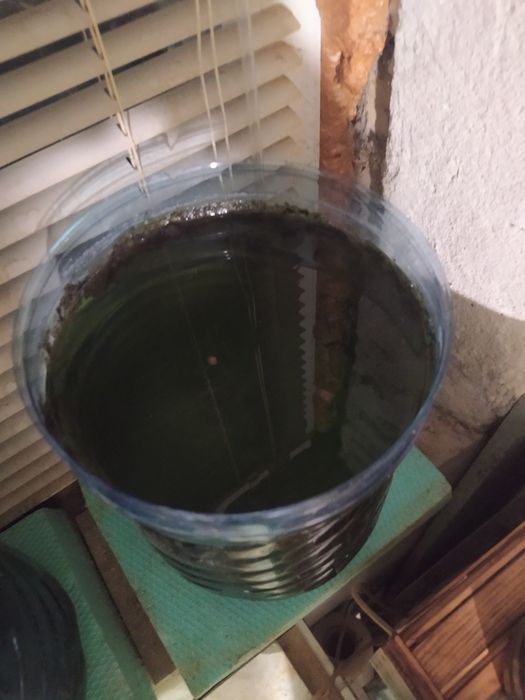 Явански мъх за Аквариум