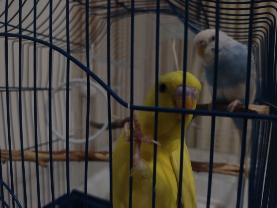 Волнистые попугаи