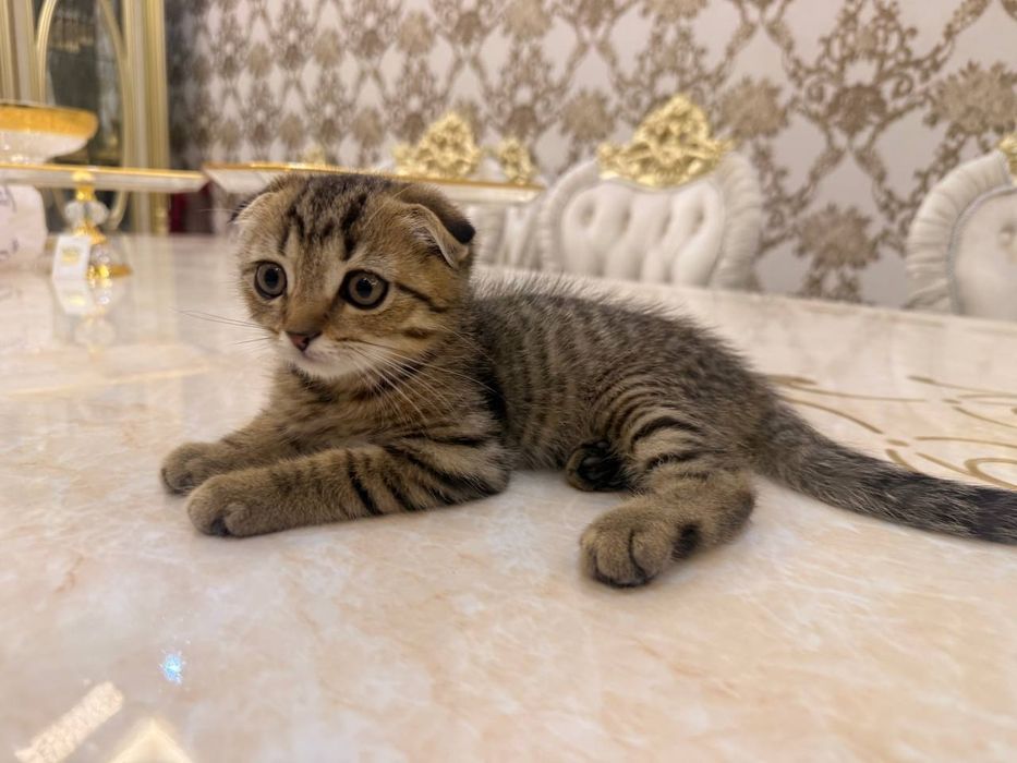 Шотландский вислоухий котенок, мальчик, 3 месяца