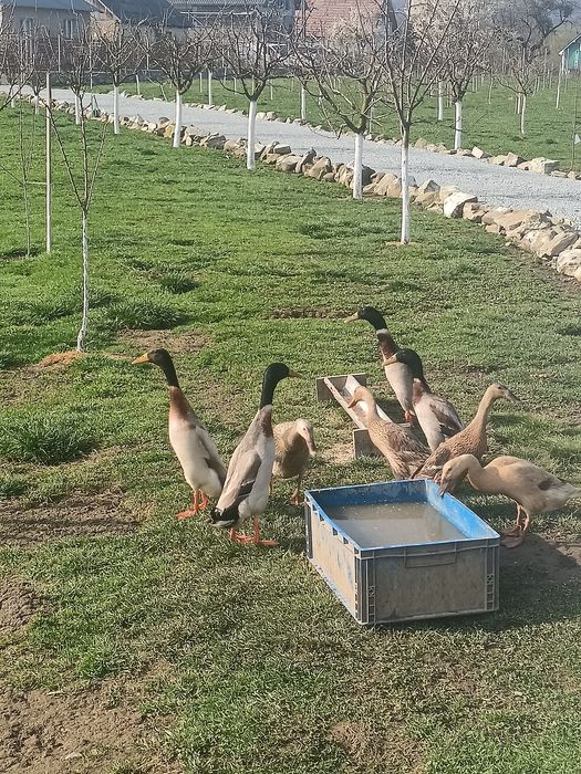 Ouă rațe indiene alergătoare