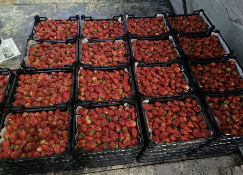 Клубника месный шымкент