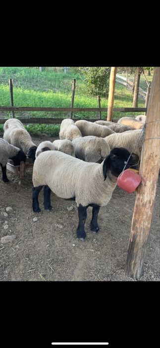 Miei și oi Suffolk in Arges de Vânzare