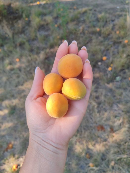 Caise Tasnad 10 lei/kg str Ștefan cel Mare nr 84P,foarte dulci si aromate(peste drum de Unitatea Militara) 0742679909