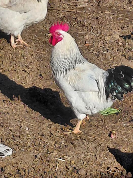 Адлер кораз сатылады