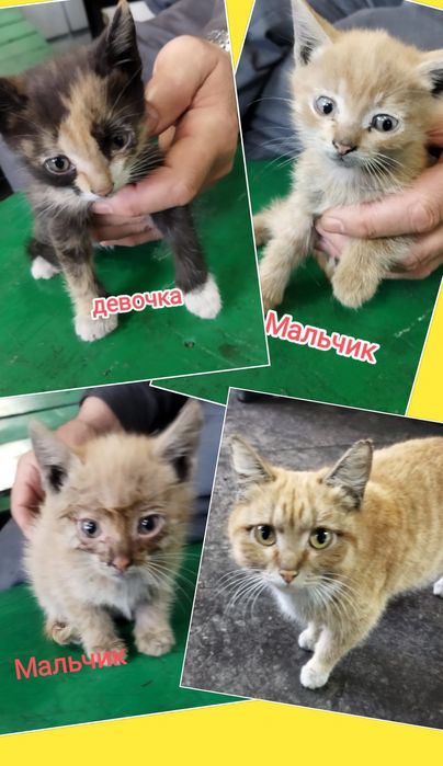 Отдам в добрые руки месячных котят и маму кошку