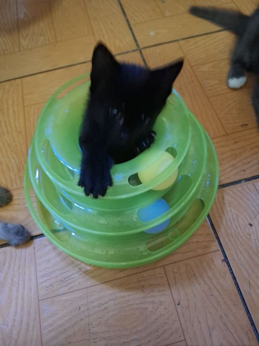 Большая компания весёлых котят !