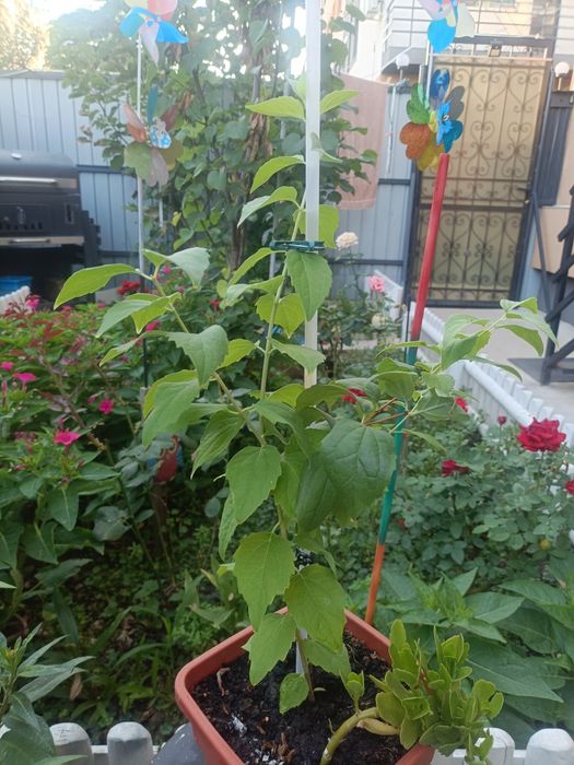 Iasomie.  bătută 1+1 gratis