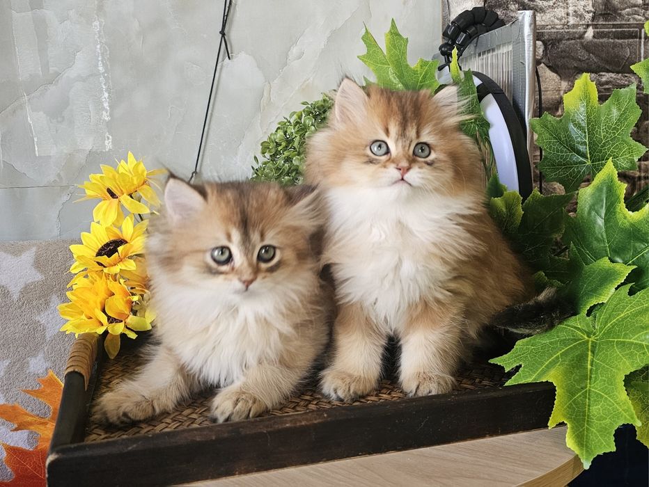 Британски дългокосмести котенца