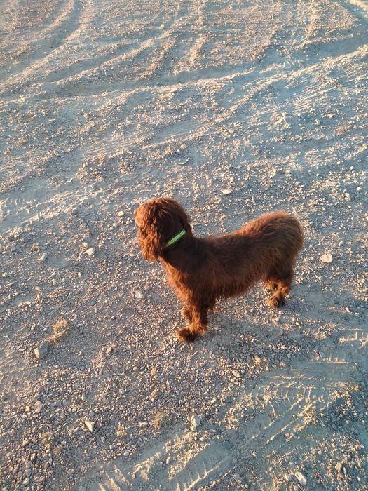 Красивые щенки спаниель