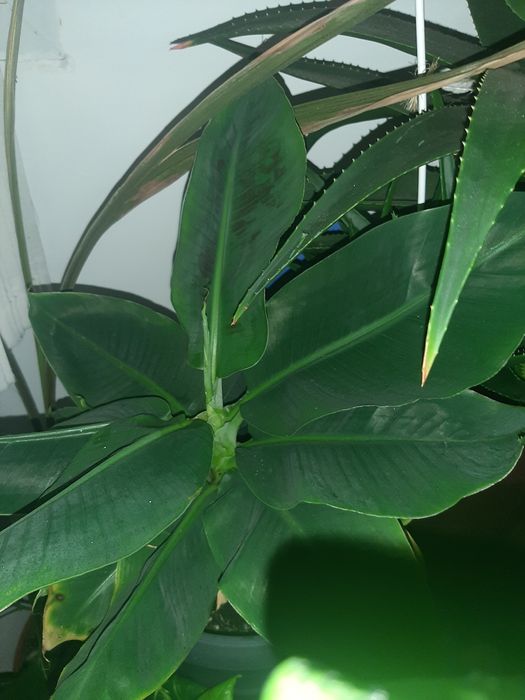 Bananier!! De apartament