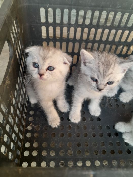 Seribristit shinshila