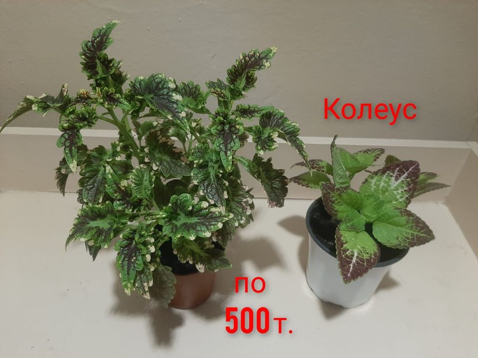 Комнатные растения
