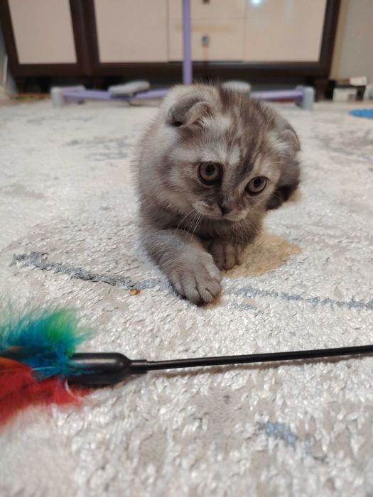 Шотландская вислоухая кошечка