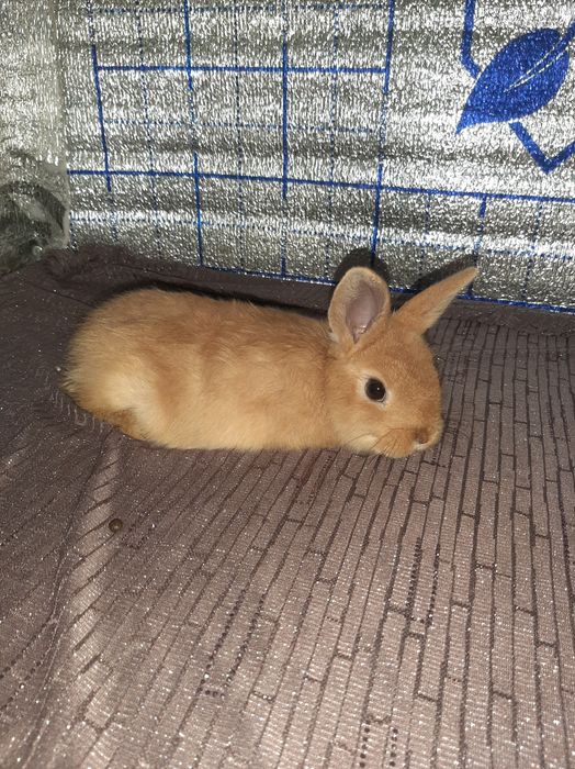 Karlik tikka quloq kotta bòmidigan quyoncha