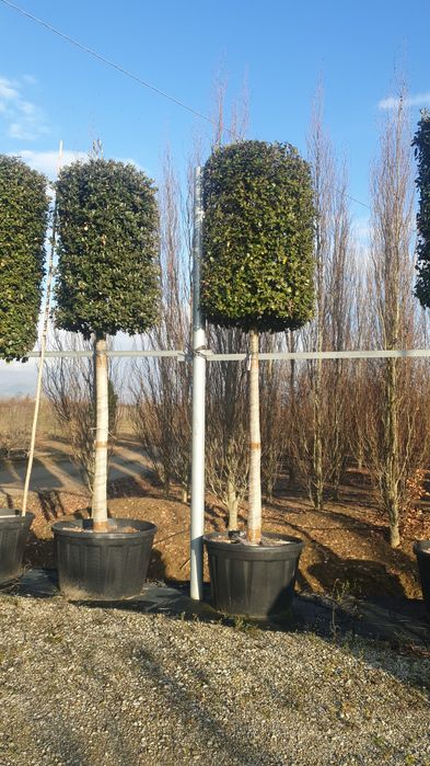 Bonsai din diferite specii de plante