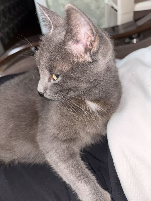 Отдаем кошку в добрые руки