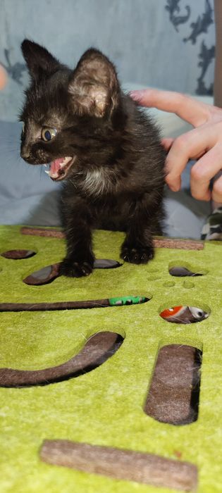 Котёнок ищет любящую семью