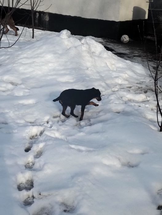 Продам Ягдтерьер