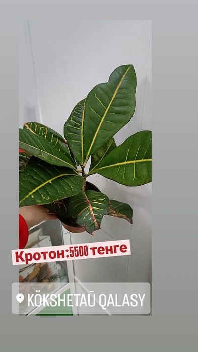 Кротон:5500 тенге