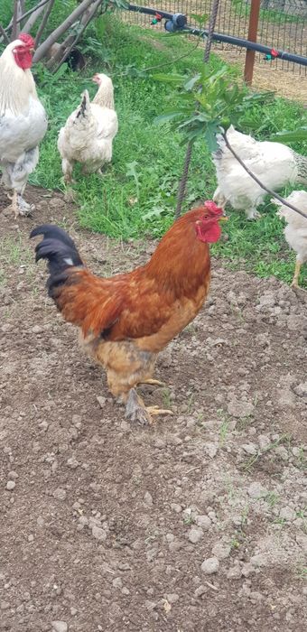 Красавцы петухи Брама — молодые и крепкие!