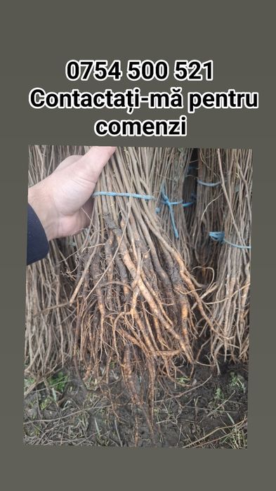 Puieti de salcâm, fag, mesteacăn, molid, tei, carpen tot soiul