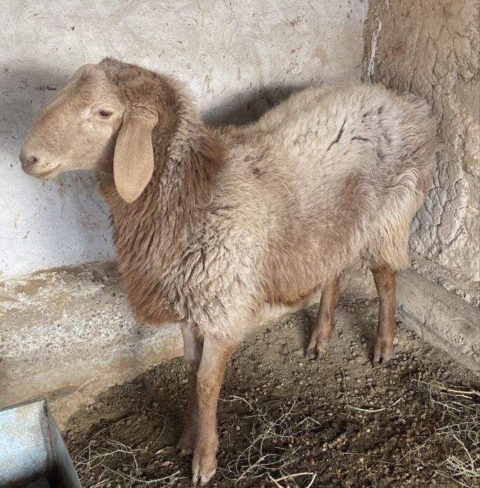 Таза қанды арашан