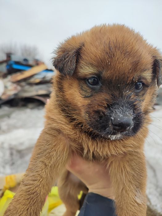 Щеночки в хорошие,добрые руки