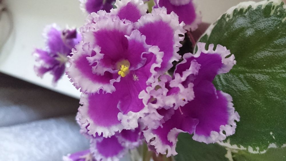 Продам цветущие фиалки