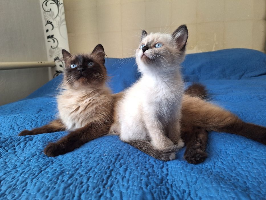 Срочно Милый котёнок .