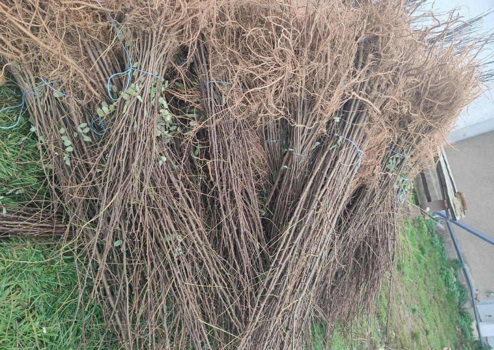 Puieți de vânzare cu prindere suta la suta ofer certificat de recoltar