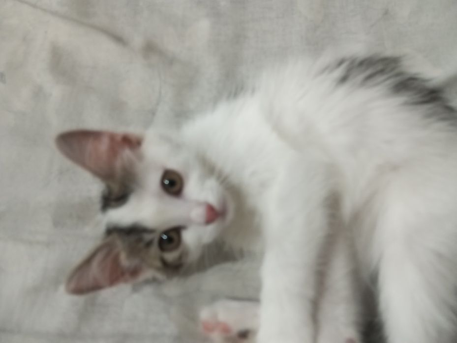 Бесплатно отдам котенка