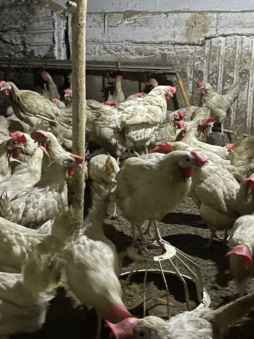 Продам Куры несушки
