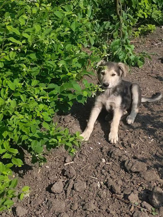 Отдам в хорошие руки