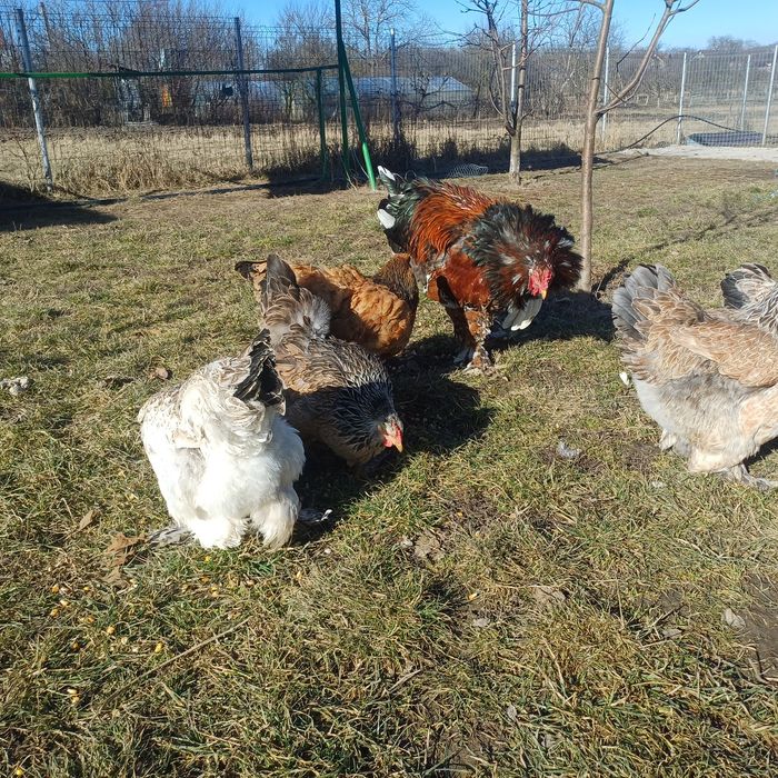 Brahma Oua pentru incubat