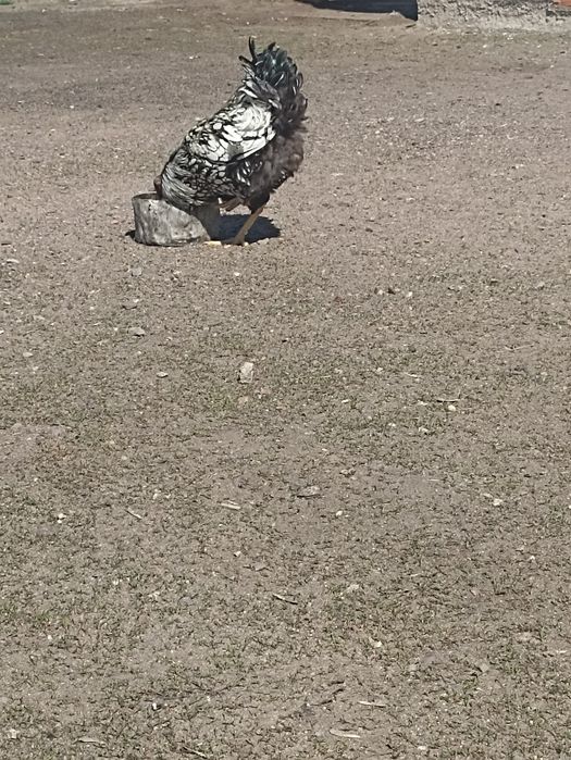 Инкубационный яйца